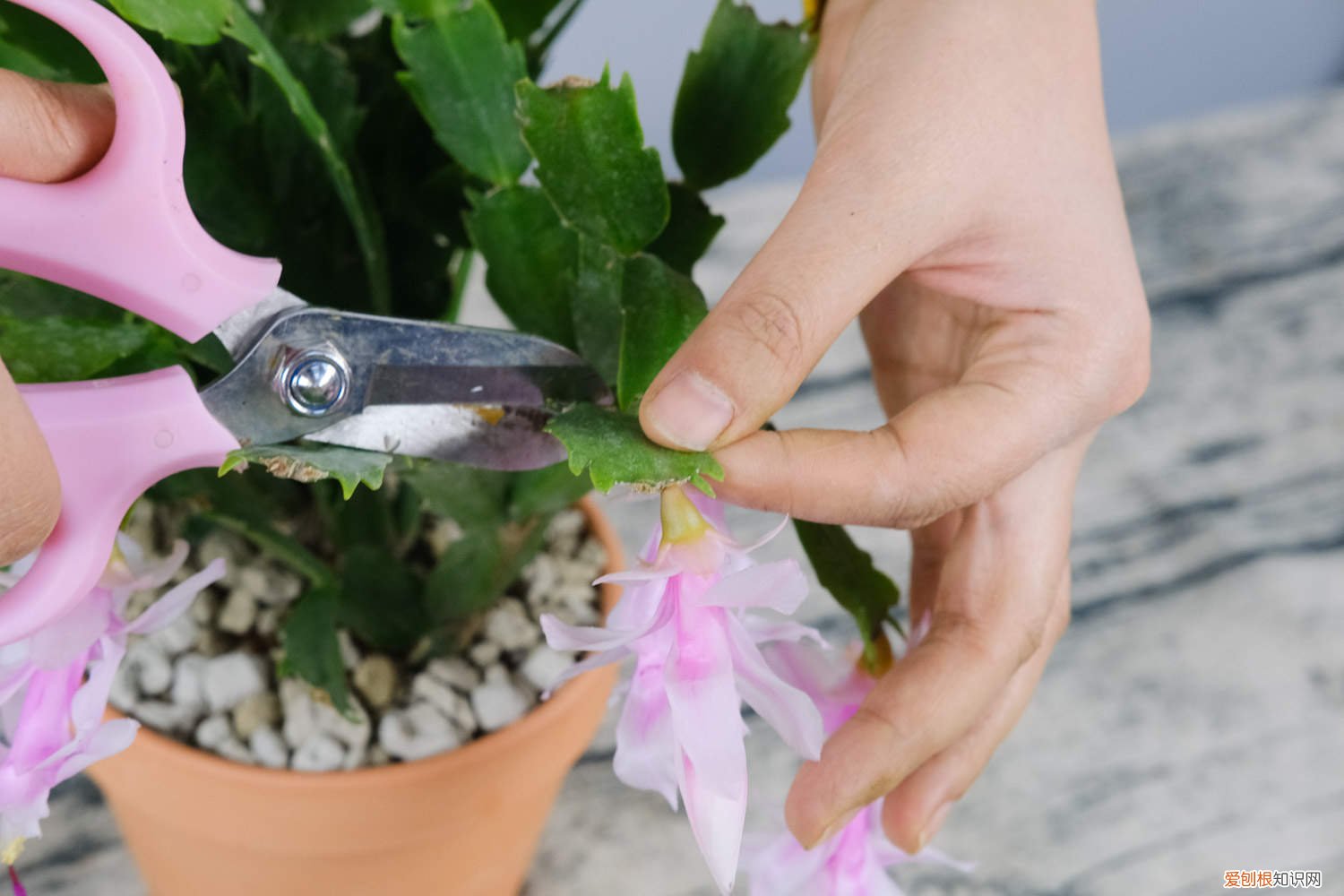 秋天砍1刀，长寿蟹爪兰…1棵开出5色花，呼呼窜成花瀑布！