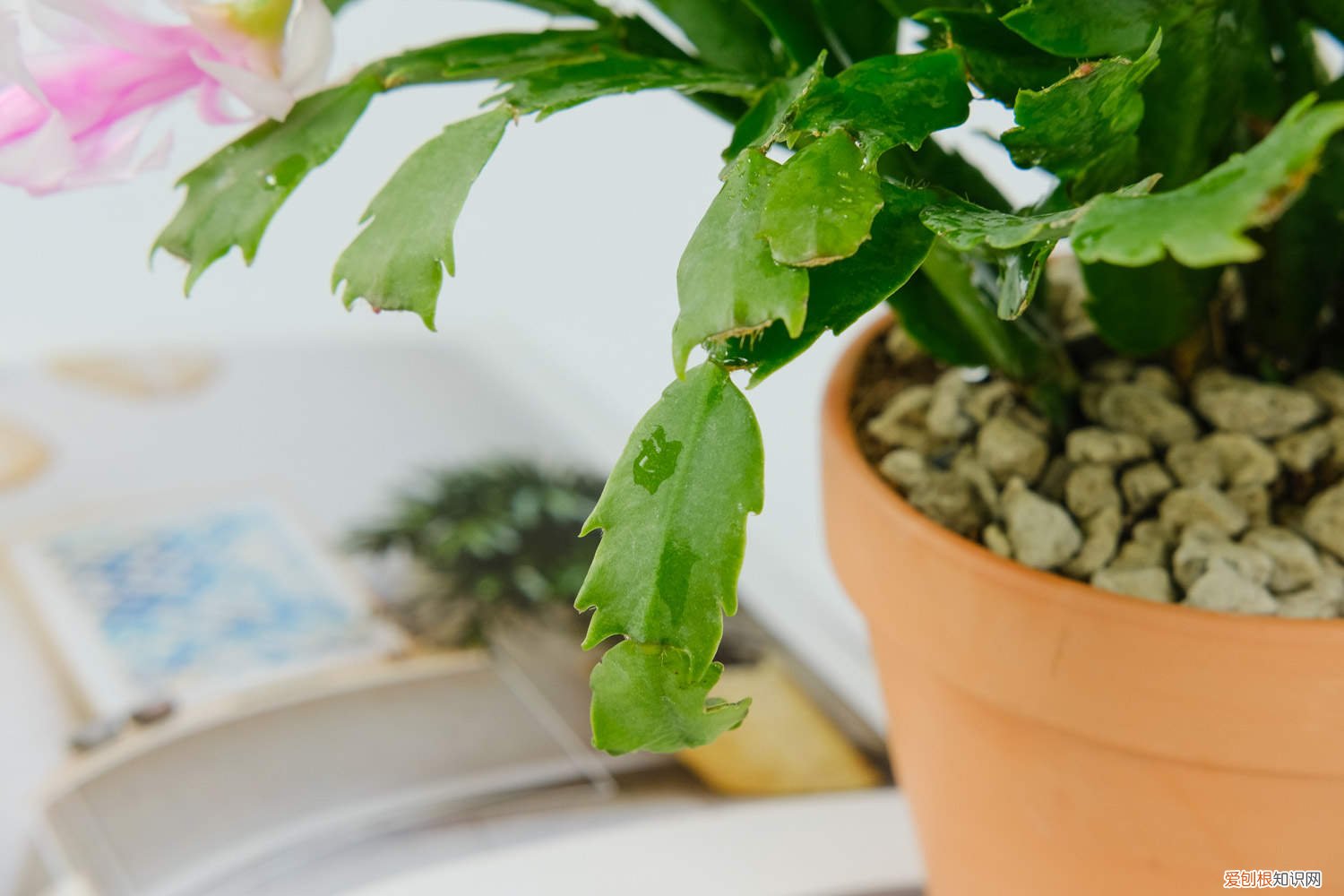 秋天砍1刀，长寿蟹爪兰…1棵开出5色花，呼呼窜成花瀑布！