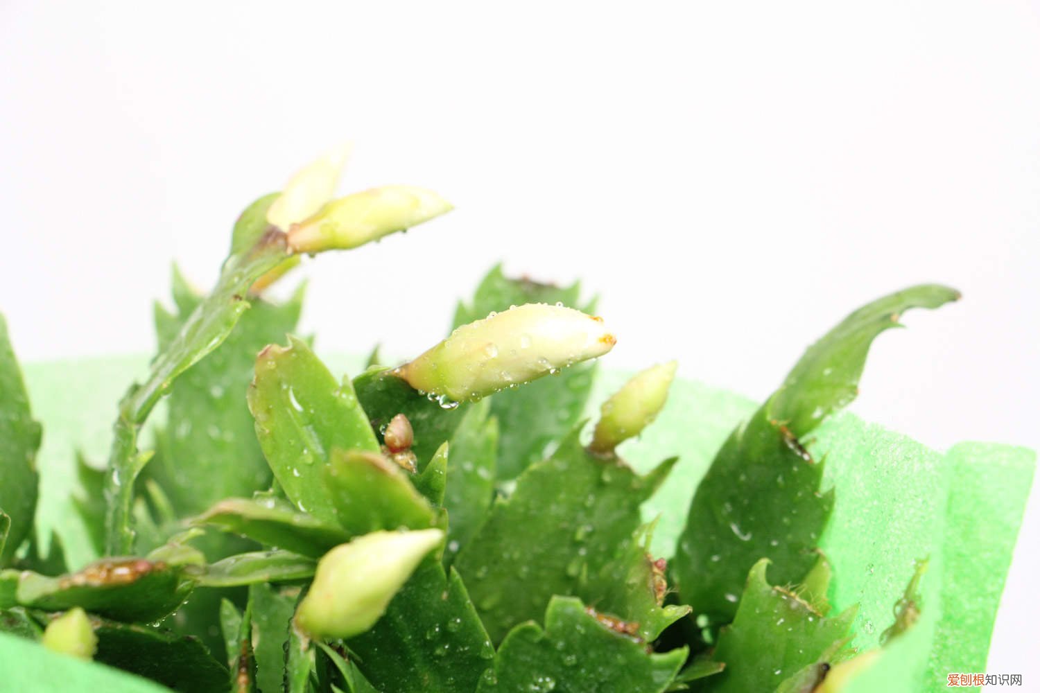 秋天砍1刀，长寿蟹爪兰…1棵开出5色花，呼呼窜成花瀑布！