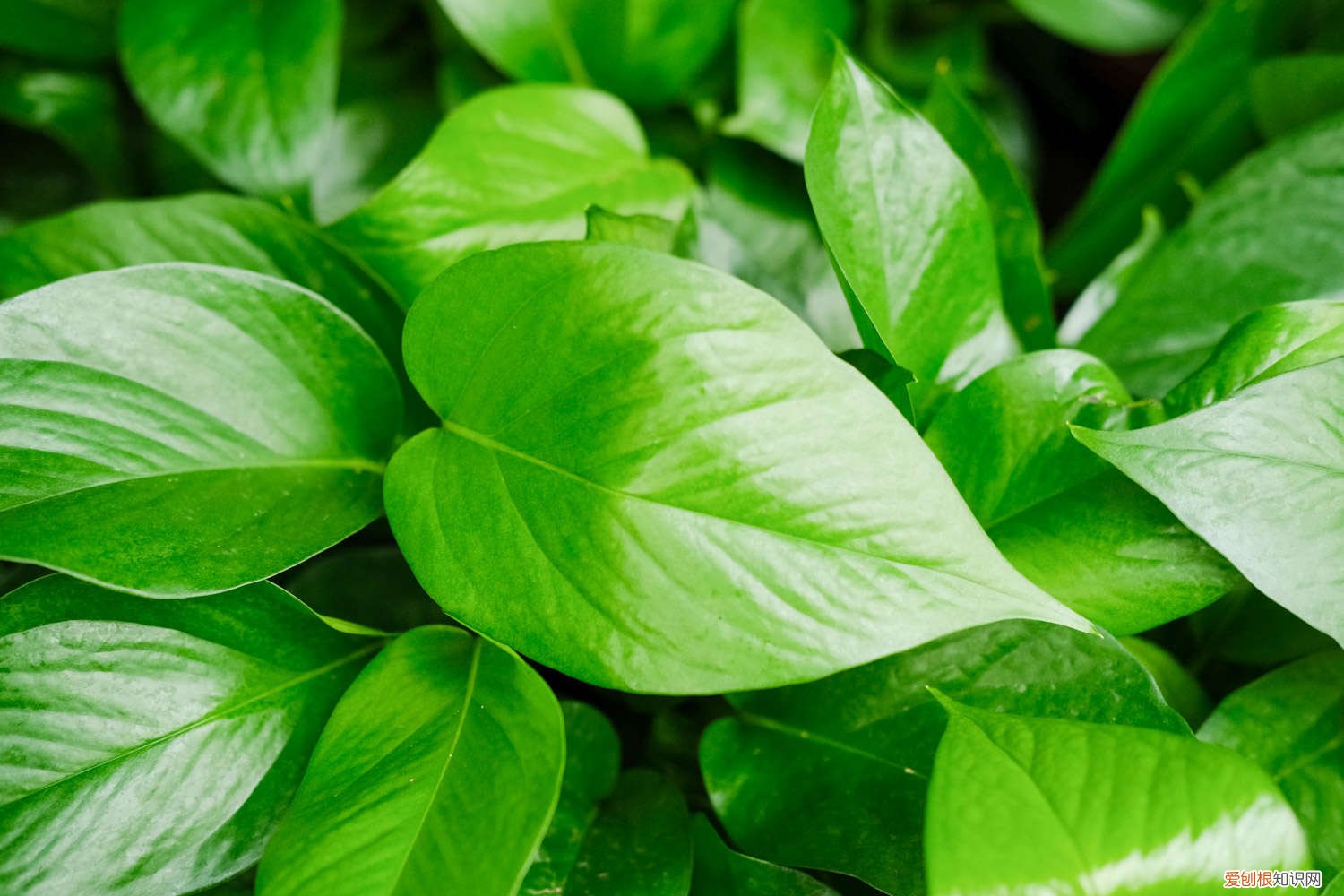 绿萝浇啤酒好吗,浇啤酒怎么浇 绿萝浇啤酒好吗，浇啤酒怎么浇