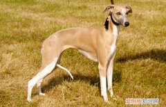 格力犬几个月就不长了 格力犬11个月左右就不长了