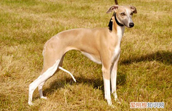 格力犬几个月就不长了 格力犬11个月左右就不长了