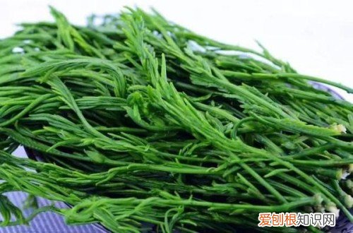 水蕨用途价值 水蕨营养价值