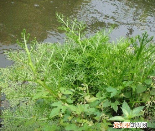 水蕨用途价值 水蕨营养价值