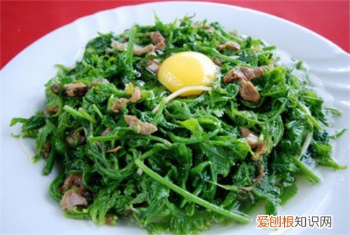 水蕨用途价值 水蕨营养价值