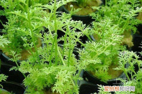 水蕨用途价值 水蕨营养价值