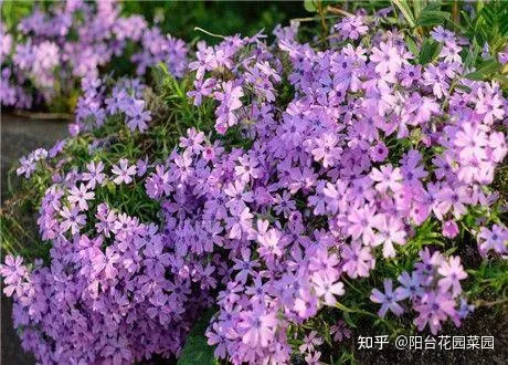 土养的植物有哪些，5种“漂亮花”，沾土就成活，花开200天，养一次就上瘾