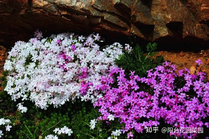 土养的植物有哪些，5种“漂亮花”，沾土就成活，花开200天，养一次就上瘾