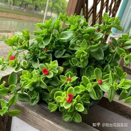 土养的植物有哪些，5种“漂亮花”，沾土就成活，花开200天，养一次就上瘾