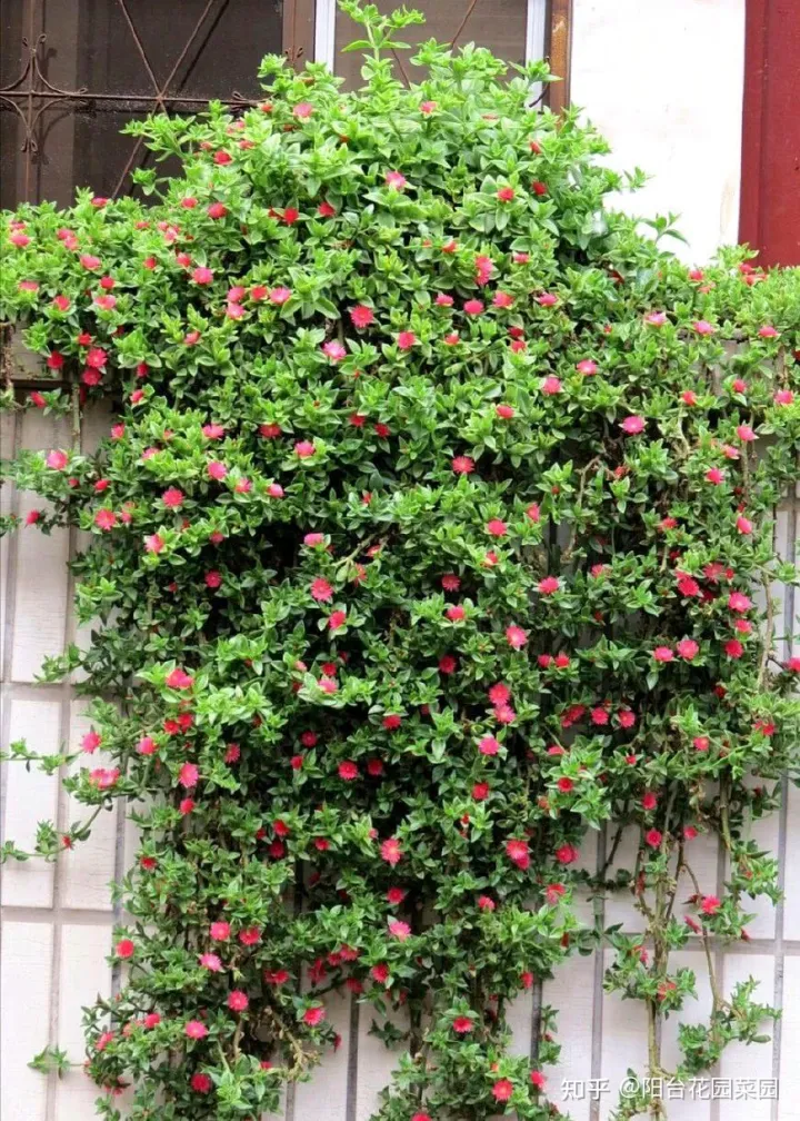 土养的植物有哪些，5种“漂亮花”，沾土就成活，花开200天，养一次就上瘾