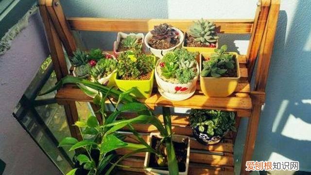 如果不用农药杀灭害虫那用什么方法来杀灭土壤里的害虫 学着这样给“土壤”消消毒,虫子少了,枝叶油亮开花还更旺!