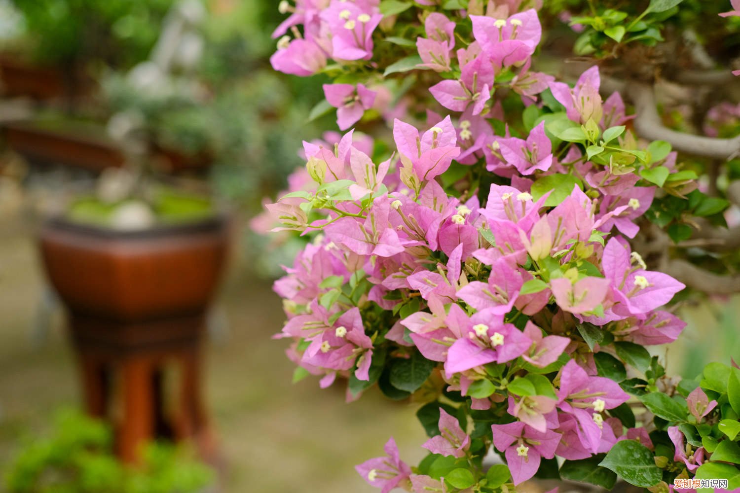 怎样使三角梅开花多 学会这3招，三角梅花开成树，足足100朵！