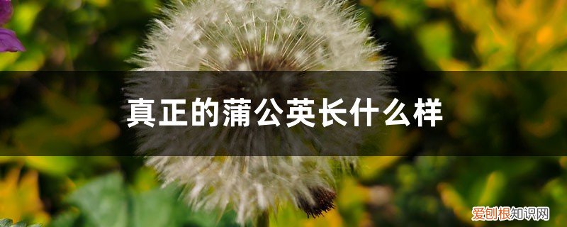 真正蒲公英长什么样子 真正的蒲公英长什么样