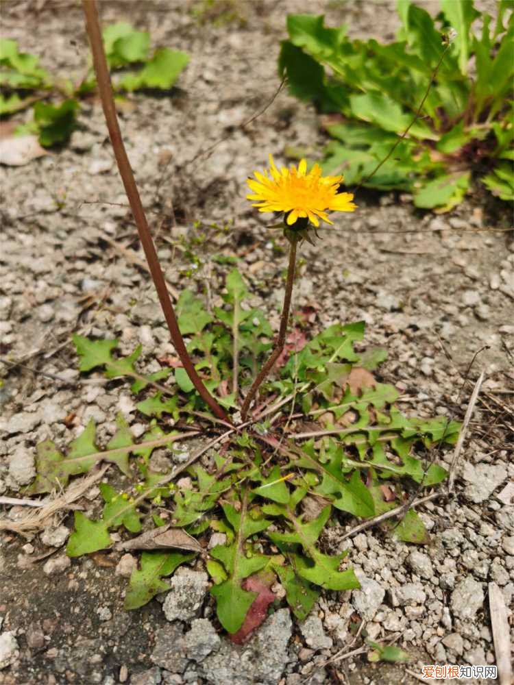 真正蒲公英长什么样子 真正的蒲公英长什么样