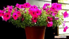 饮料瓶做扦插花卉的方法 在家自制养花“育苗器”，只要一个塑料瓶，扦插7天就发芽！