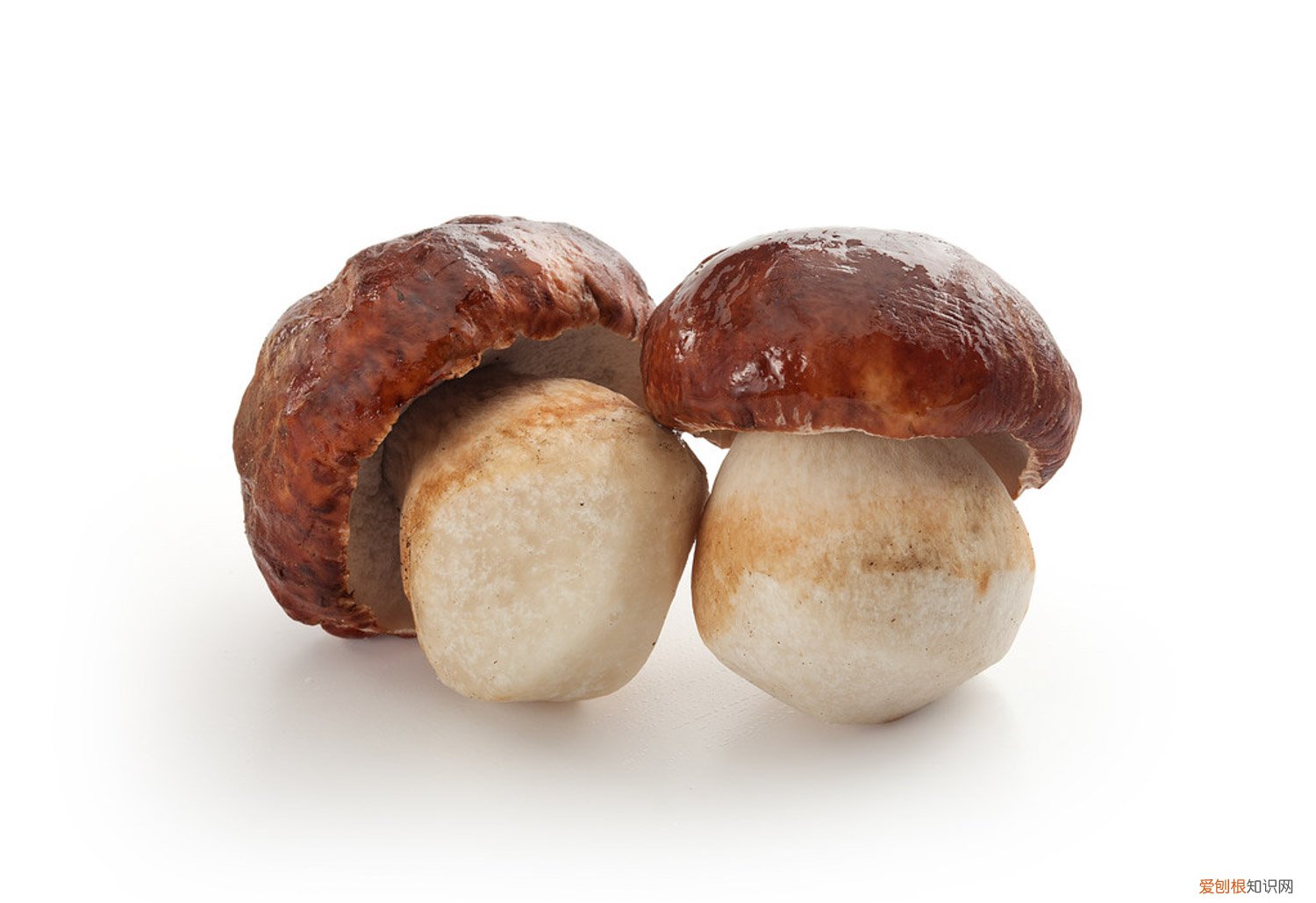 蘑菇有哪些种类图片 蘑菇有哪些种类