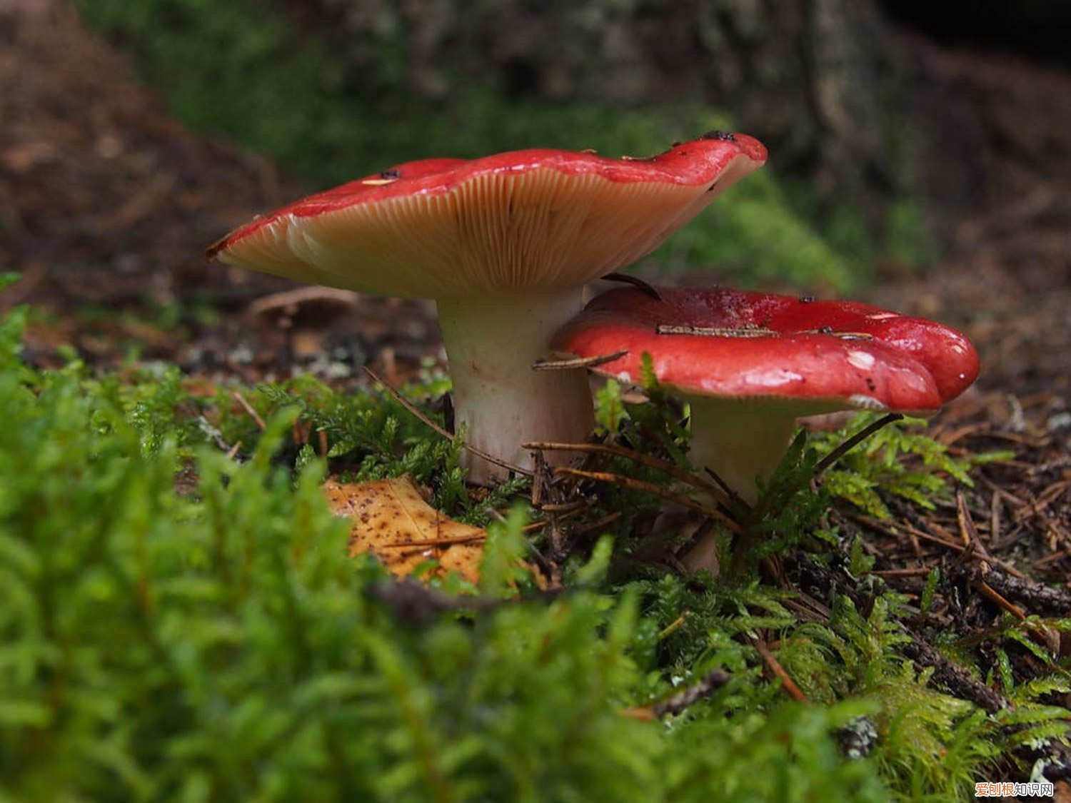 蘑菇有哪些种类图片 蘑菇有哪些种类