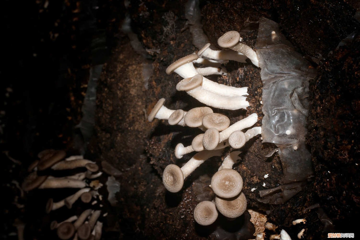 蘑菇有哪些种类图片 蘑菇有哪些种类