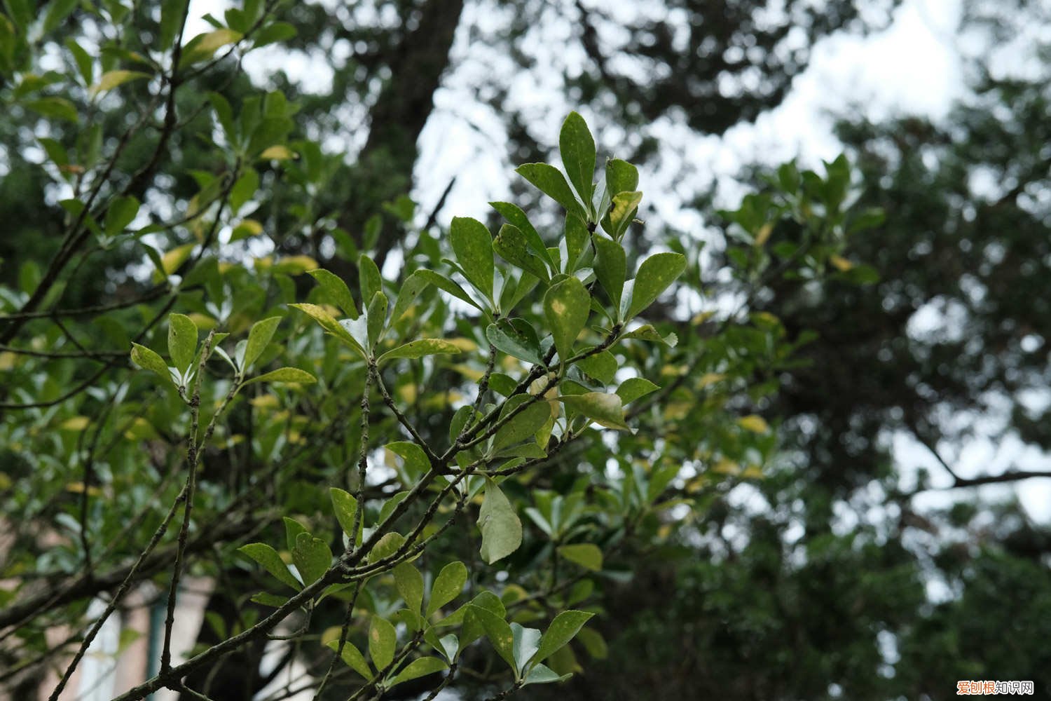 海冬青是什么鱼 海冬青是什么