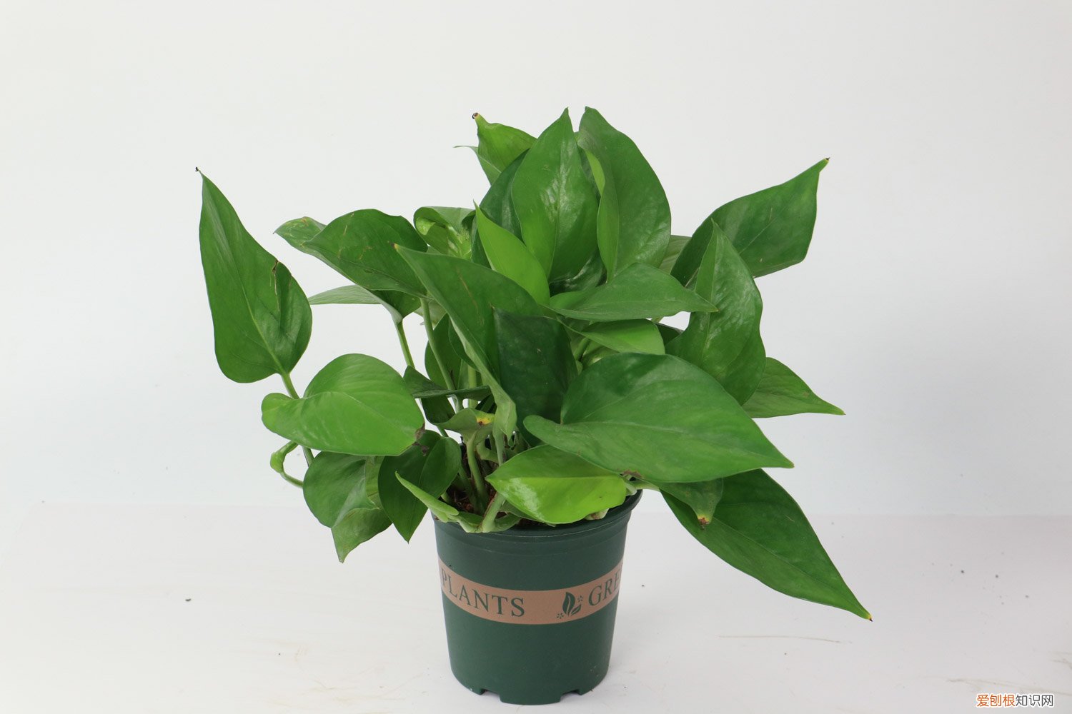 绿萝的水浇多了怎么办 绿萝浇水多了怎么补救，浇什么水长得最旺