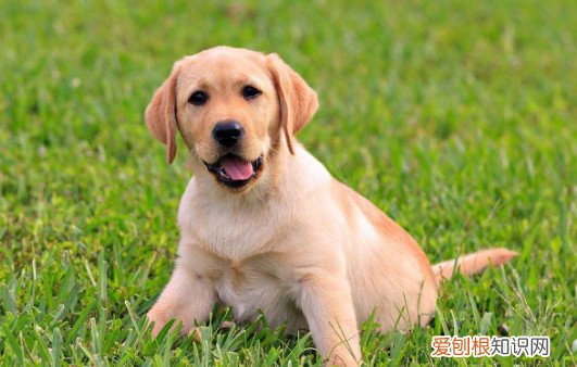 拉布拉多讨厌你有什么表现 拉布拉多讨厌你的表现