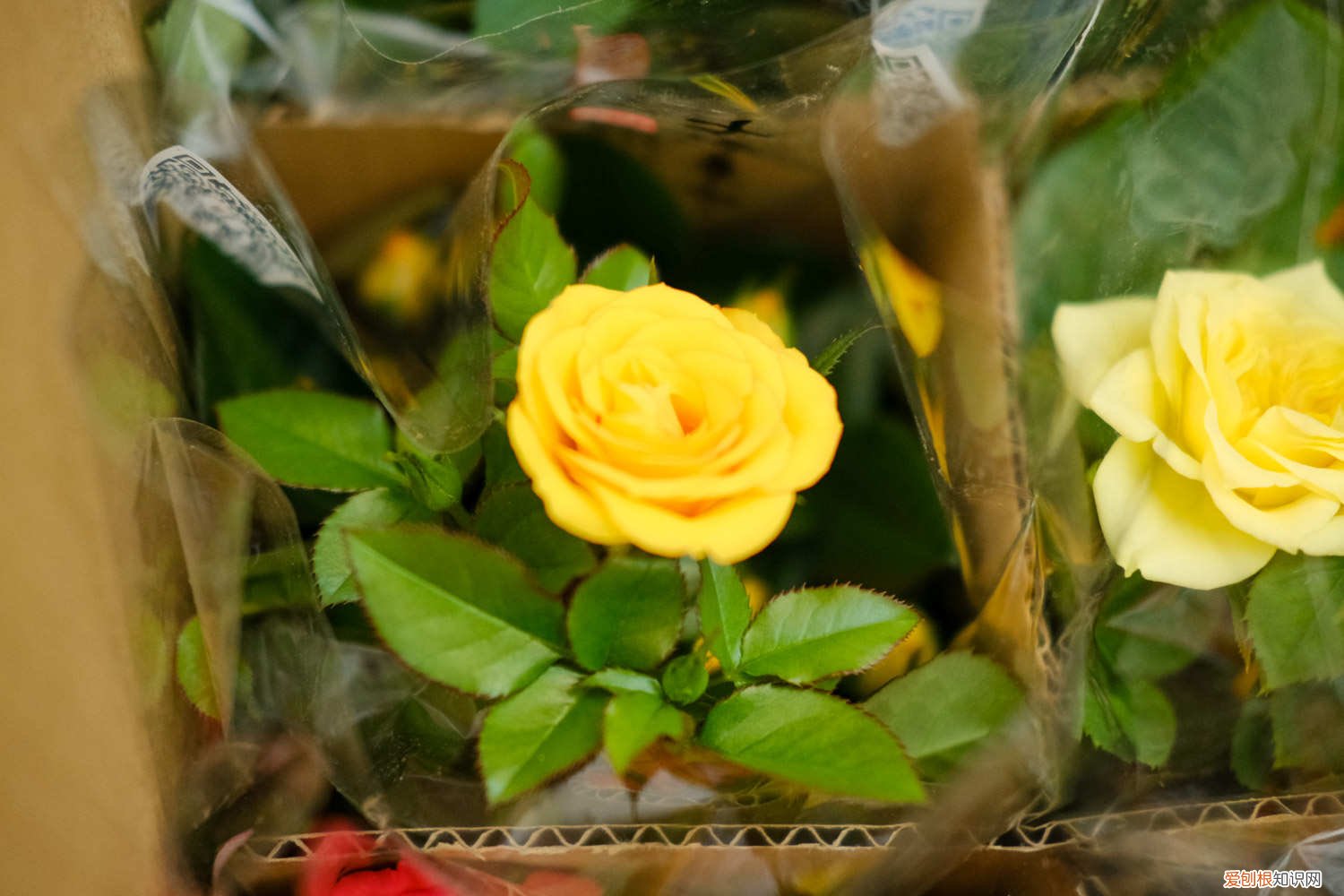 月季怎么春化 月季春化什么意思，如何春化