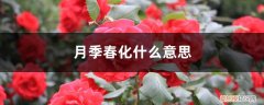 月季怎么春化 月季春化什么意思，如何春化