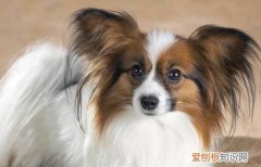 蝴蝶犬的寿命有多少年 蝴蝶犬的寿命有12年左右