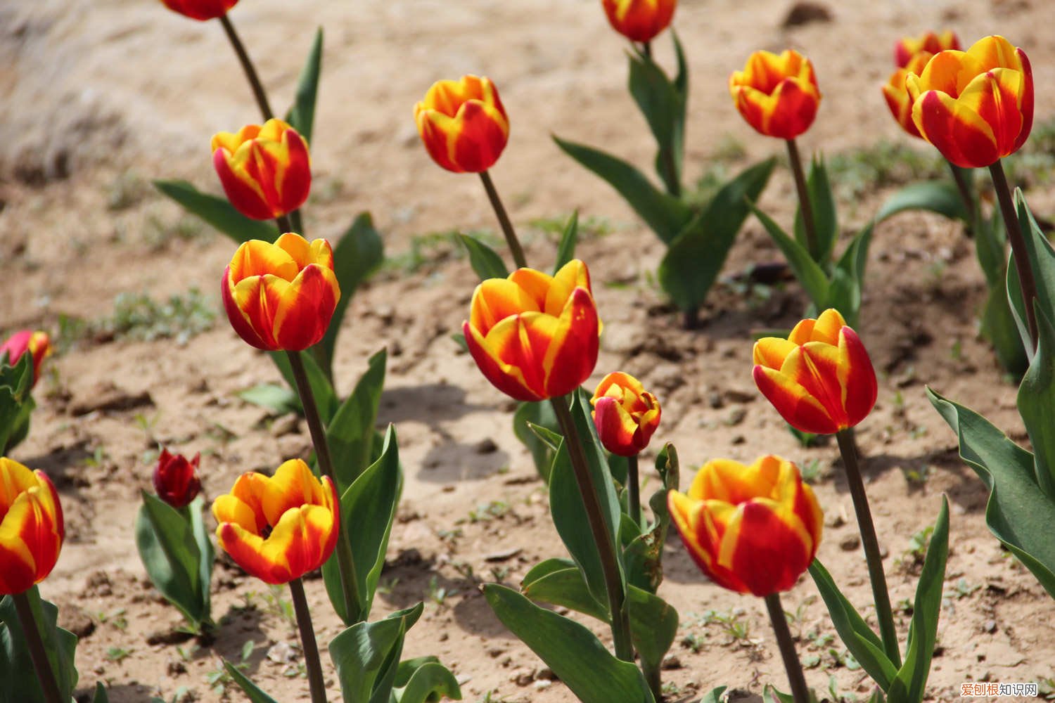 郁金香的家庭种植方法,什么时间种植最好 郁金香的家庭种植方法，什么时间种植