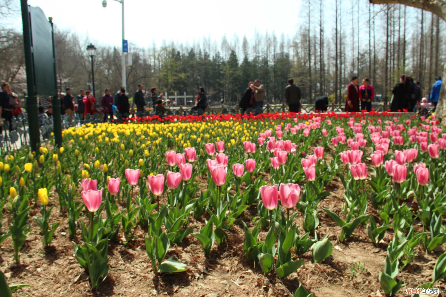 郁金香的家庭种植方法,什么时间种植最好 郁金香的家庭种植方法，什么时间种植