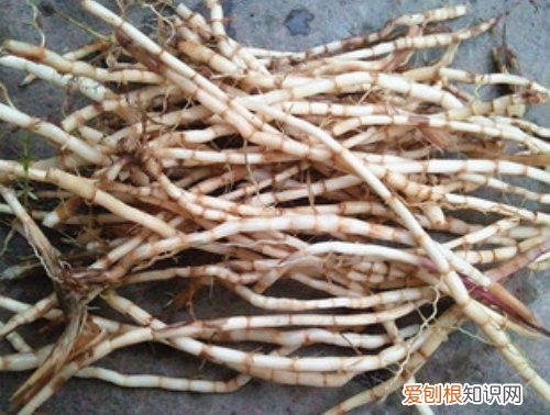 白茅根泡水喝的功效白茅根和鱼腥草的区别分析