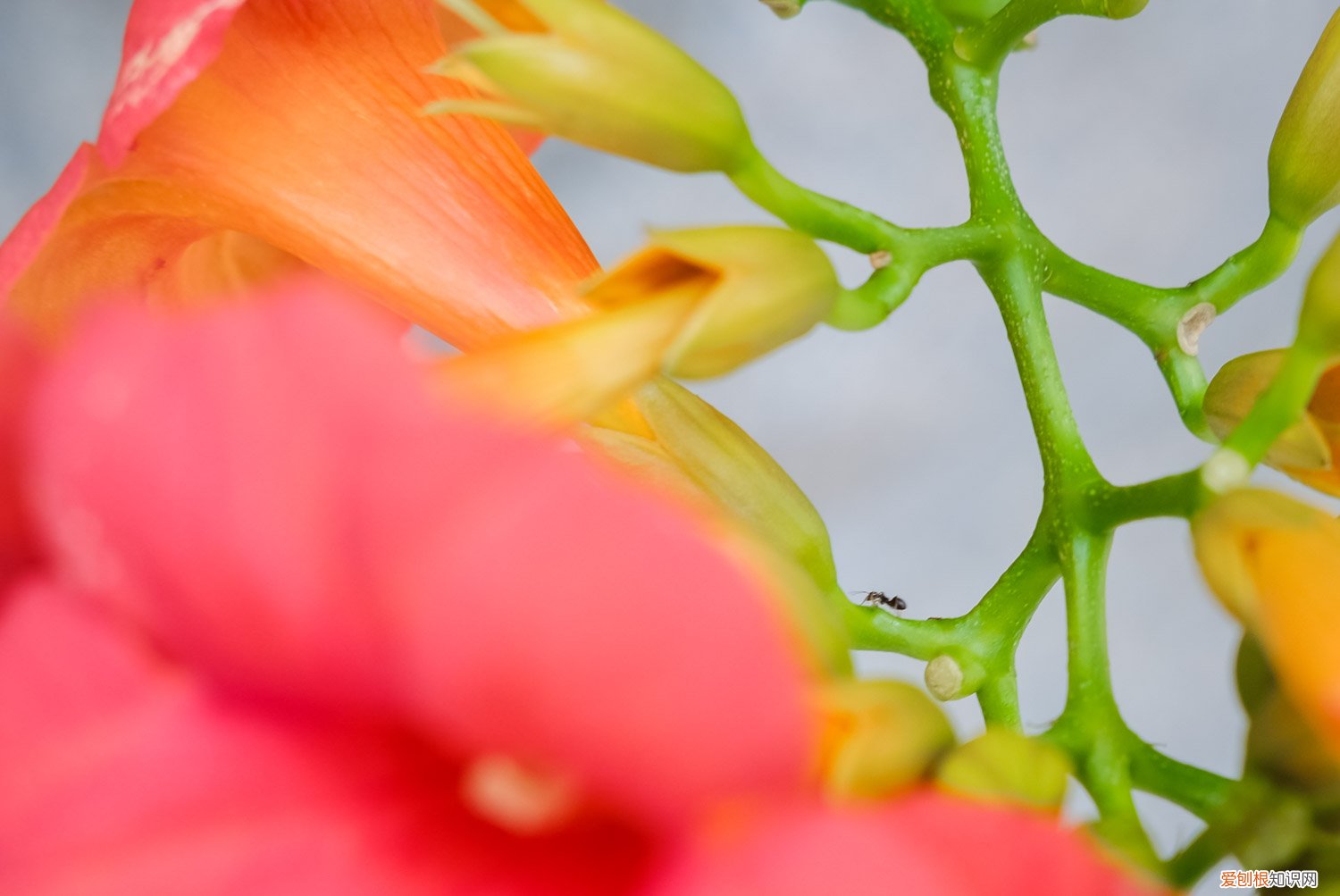 凌霄花啥时候种好活 凌霄花秋天可以种活吗，如何种植