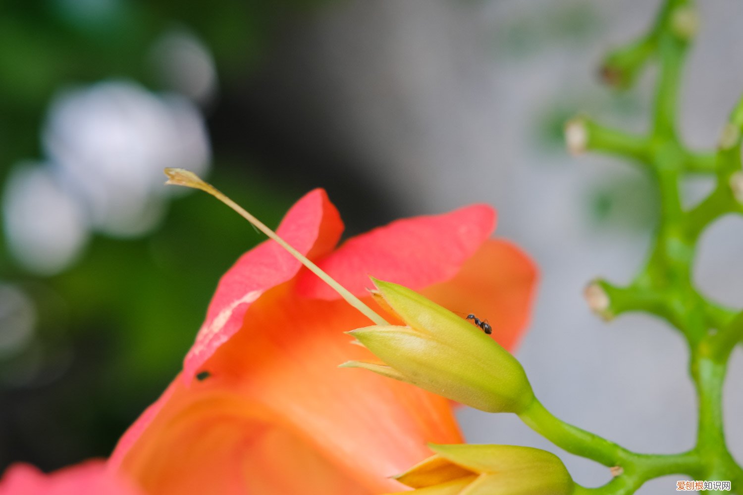 凌霄花啥时候种好活 凌霄花秋天可以种活吗，如何种植