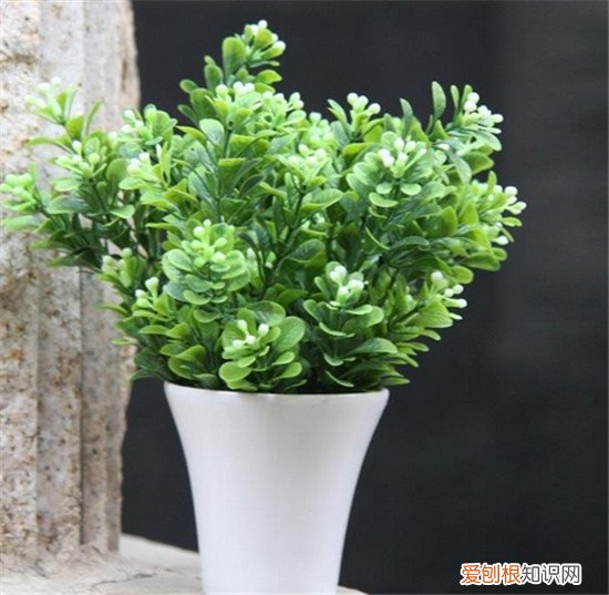 净化室内空气的植物常见的7种绿植推荐