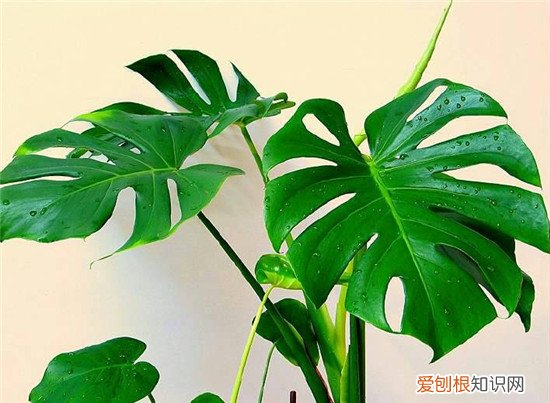 净化室内空气的植物常见的7种绿植推荐