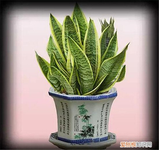 净化室内空气的植物常见的7种绿植推荐