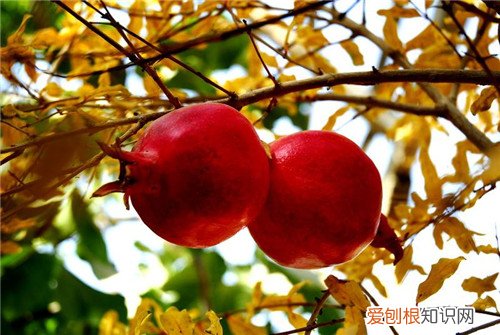 酸石榴和甜石榴的区别酸石榴和甜石榴功效一样吗