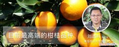 柑桔品种有哪些种 目前高端的柑桔品种有哪些