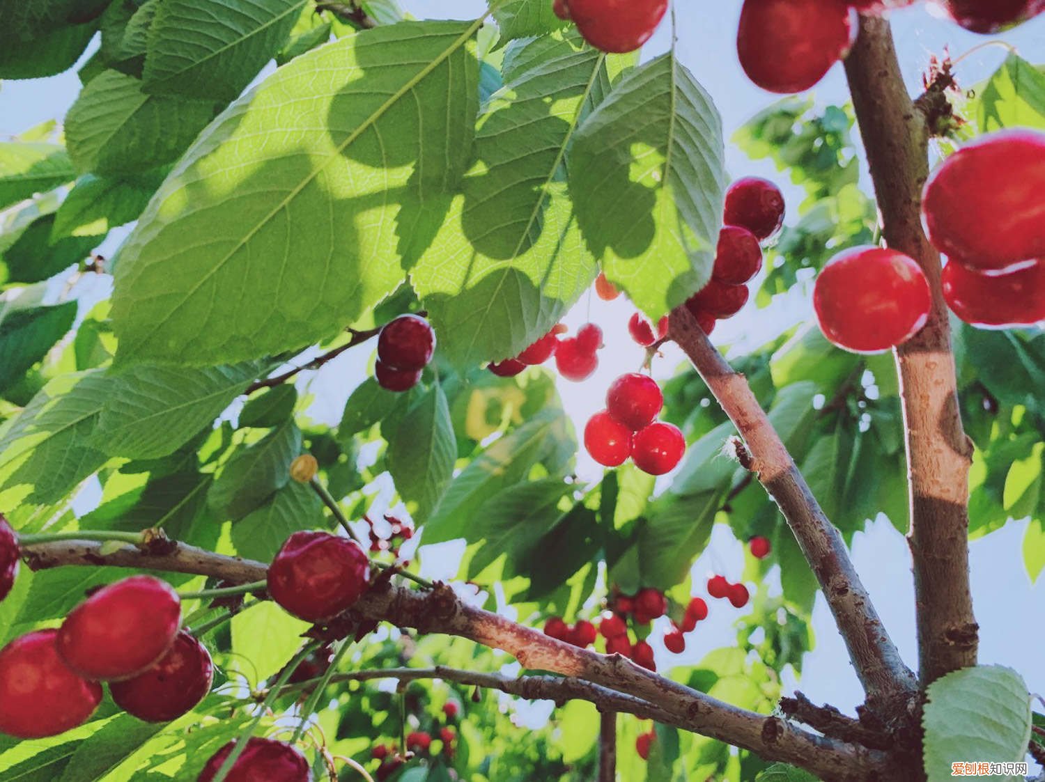 大樱桃品种哪些好吃 大樱桃品种有哪些