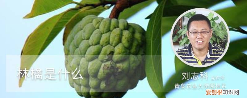 林檎是什么意思梗 林檎是什么