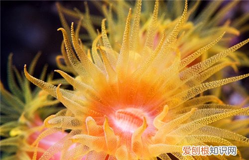 海葵的营养价值海葵怎么做营养好吃