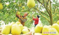 苦柚子能吃吗 柚子该如何挑选