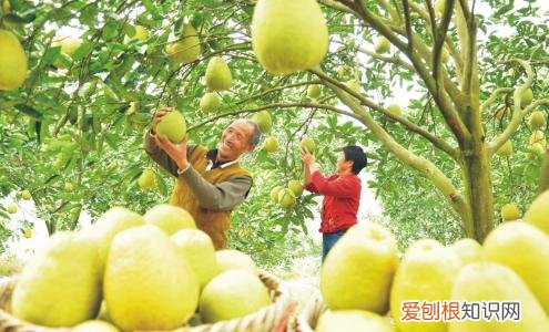 苦柚子能吃吗 柚子该如何挑选