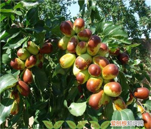 新鲜枣子的功效与作用新鲜枣子多少钱一斤