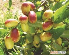 新鲜枣子的功效与作用新鲜枣子多少钱一斤