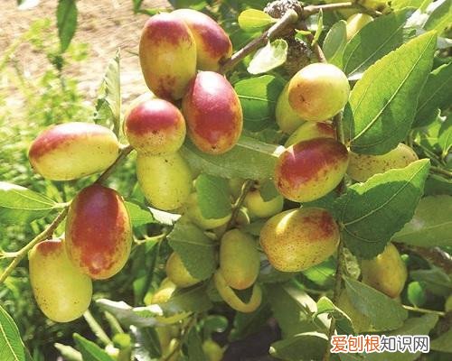 新鲜枣子的功效与作用新鲜枣子多少钱一斤