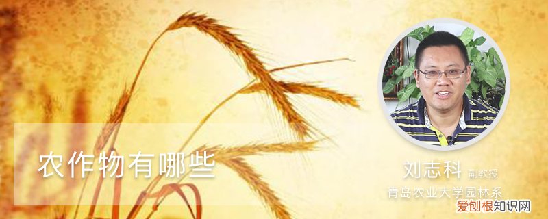 农作物有哪些种类 农作物有哪些