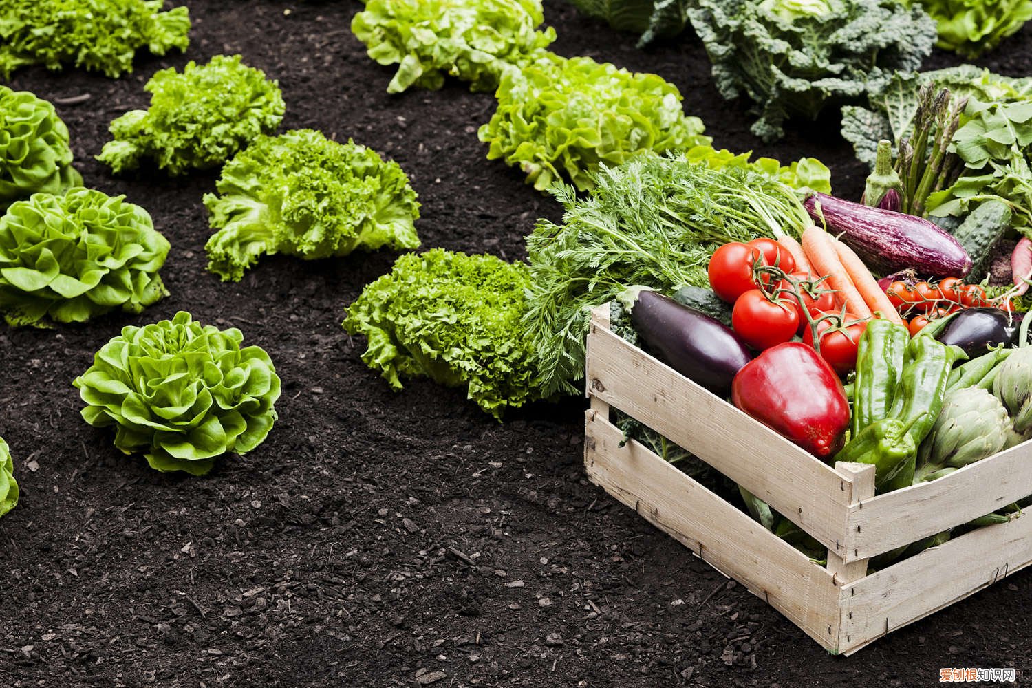 农作物有哪些种类 农作物有哪些