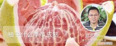 柚子在什么季节成熟? 柚子什么季节成熟