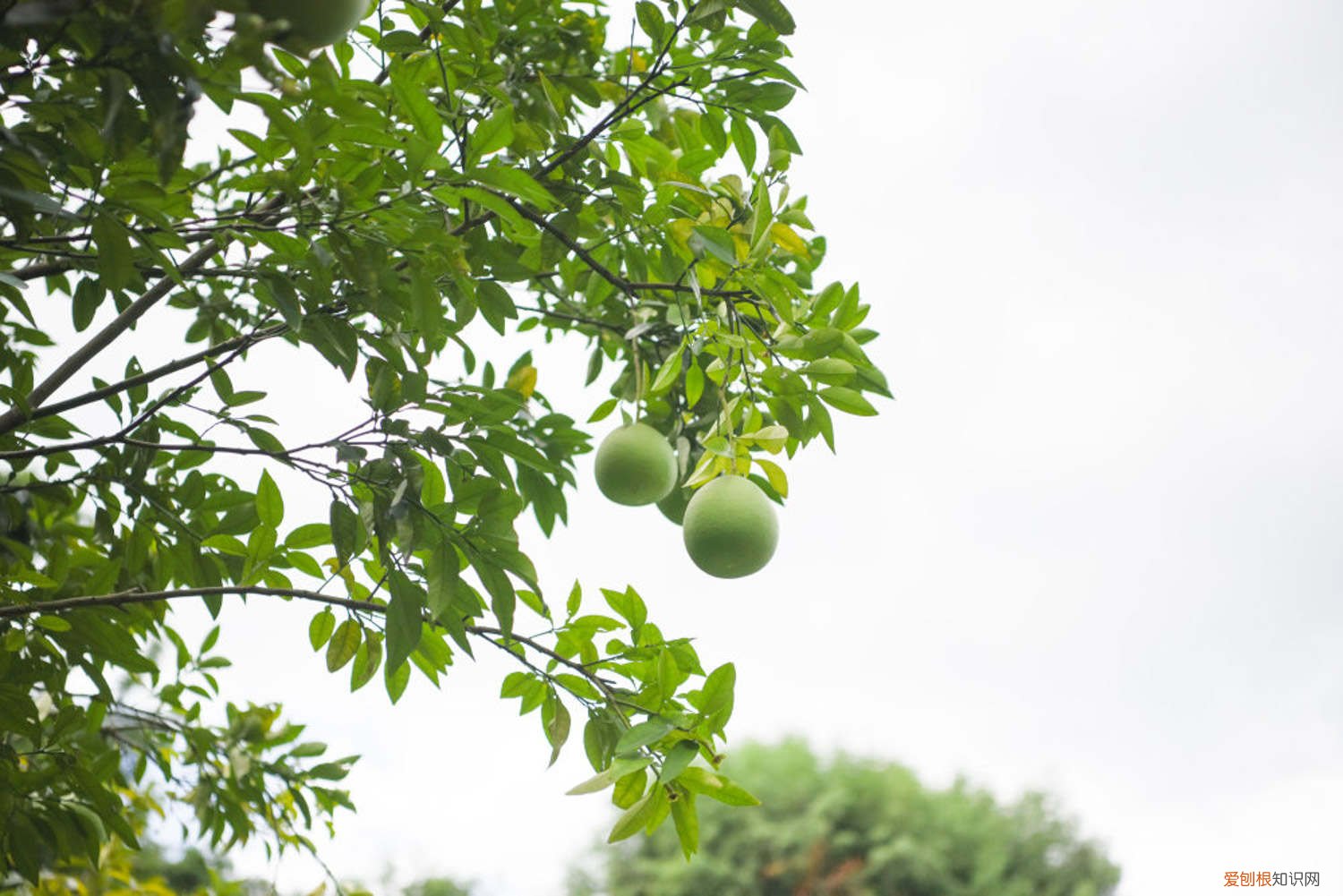 柚子在什么季节成熟? 柚子什么季节成熟